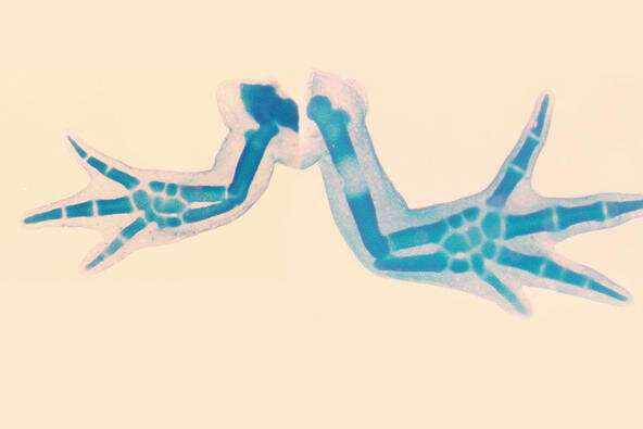 New insights into salamander limb development