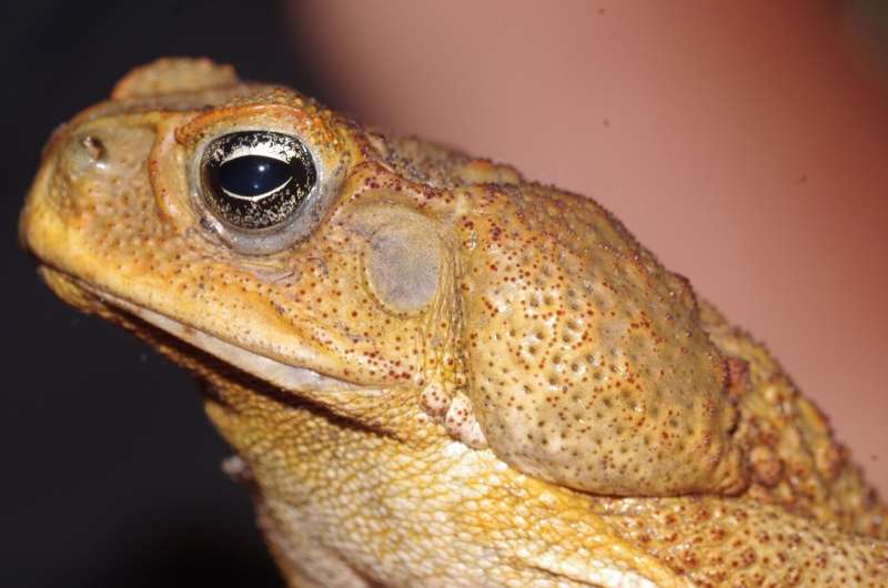 New research finds cane toads use poison as a last resort