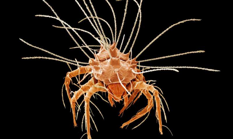 New research shows that mites and ticks are close relatives