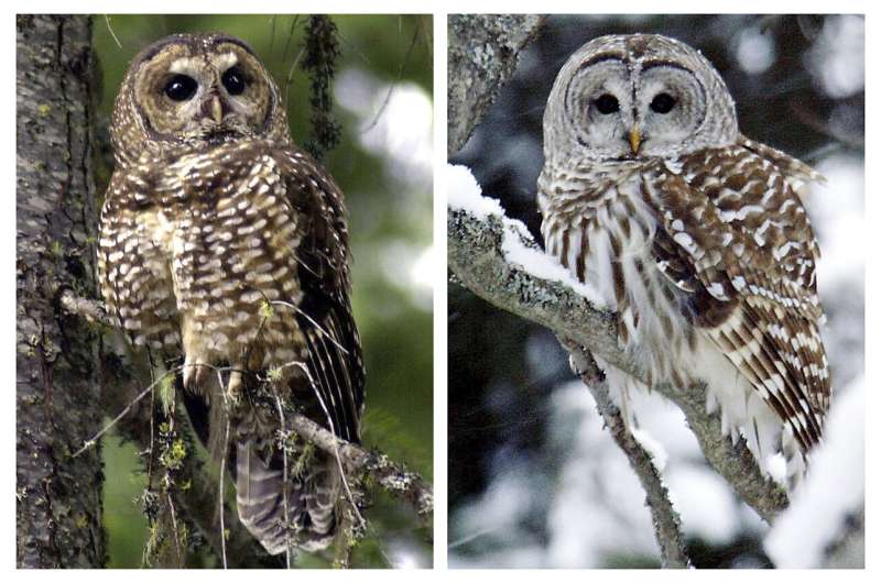 Owl killings spur moral questions about human intervention