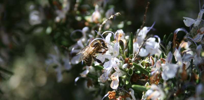 Climate change: bees are disorientated by flowers’ changing scents