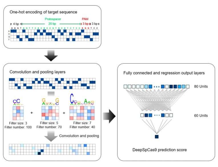 A deep learning-based model DeepSpCas9 to predict SpCas9 activity