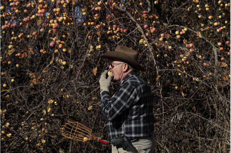 Apple sleuths hunt Northwest for varieties believed extinct