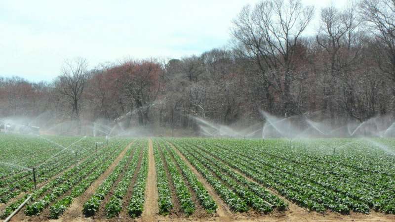 Researchers aim to demystify complex ag water requirements for Produce Safety Rule