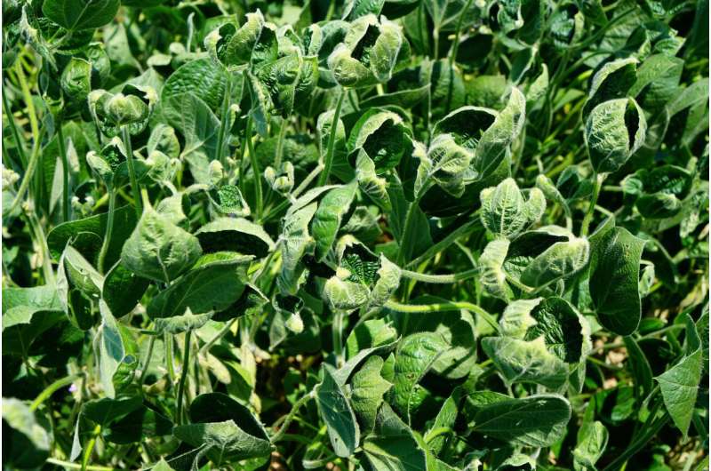 Research shows temperature, glyphosate increase probability for dicamba volatility