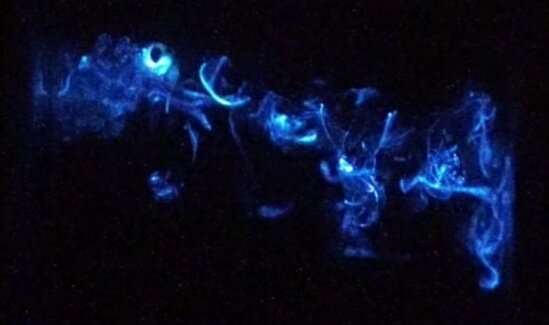 Scientists discover two mechanisms at work in crustacean’s dazzling light displays