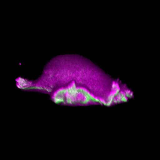 Researchers discover a trigger for directed cell motion