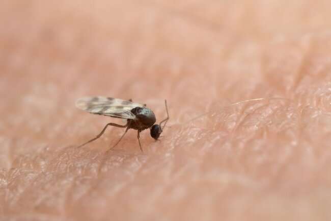 Scientists discover novel viruses carried by the Scottish midge