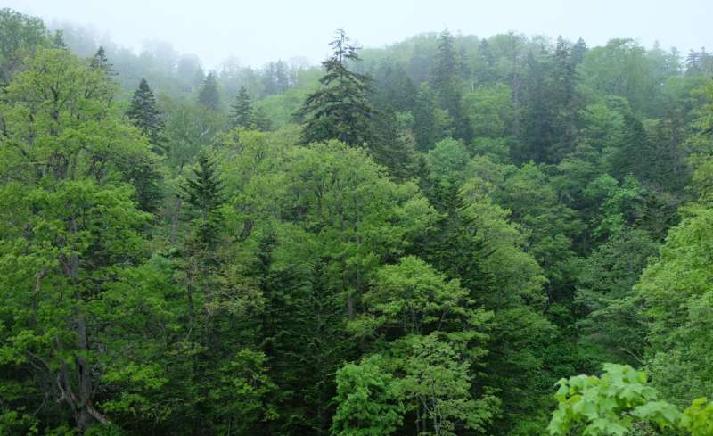 Climate change alters tree demography in northern forests