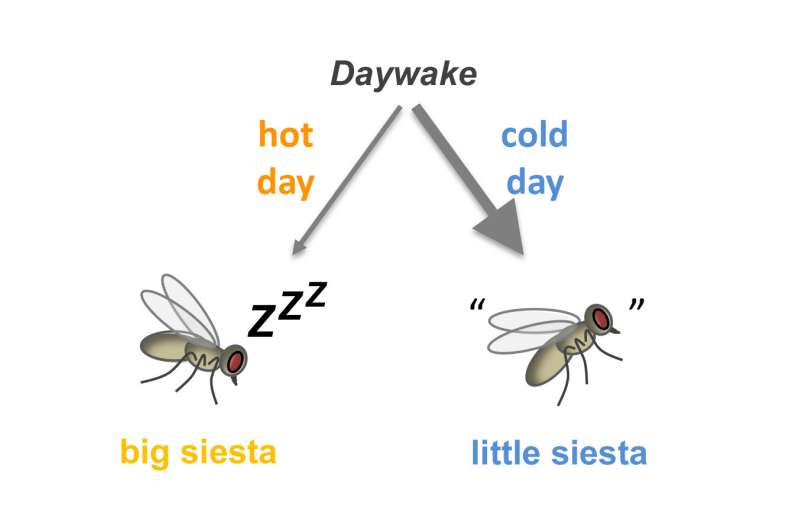Researchers discover 'daywake,' a siesta-suppressing gene