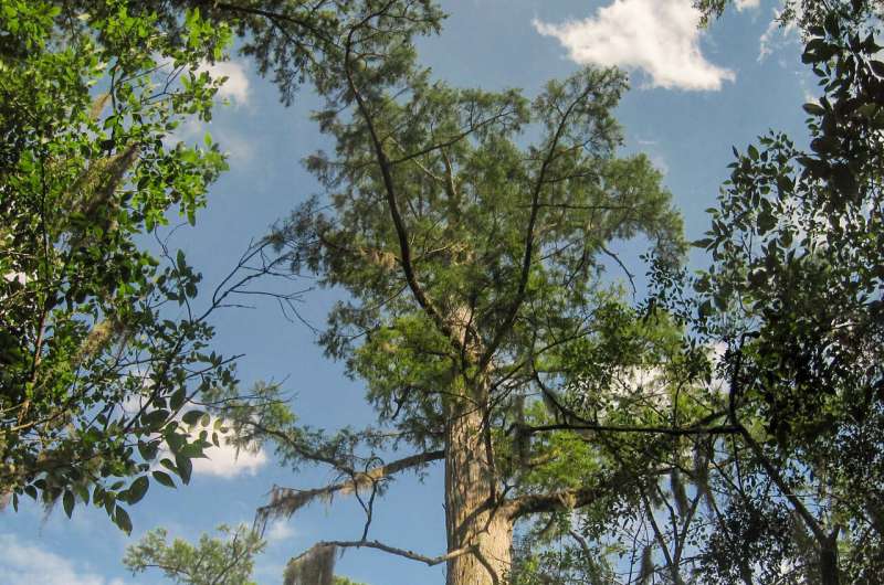 Researchers document the oldest known trees in eastern North America