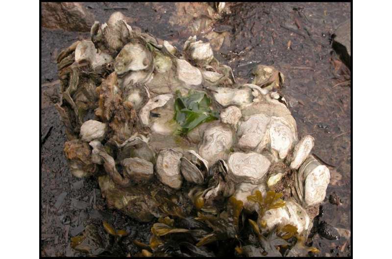 Climate change could shrink oyster habitat in California