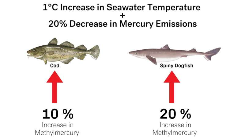 Climate change likely to increase human exposure to toxic methylmercury