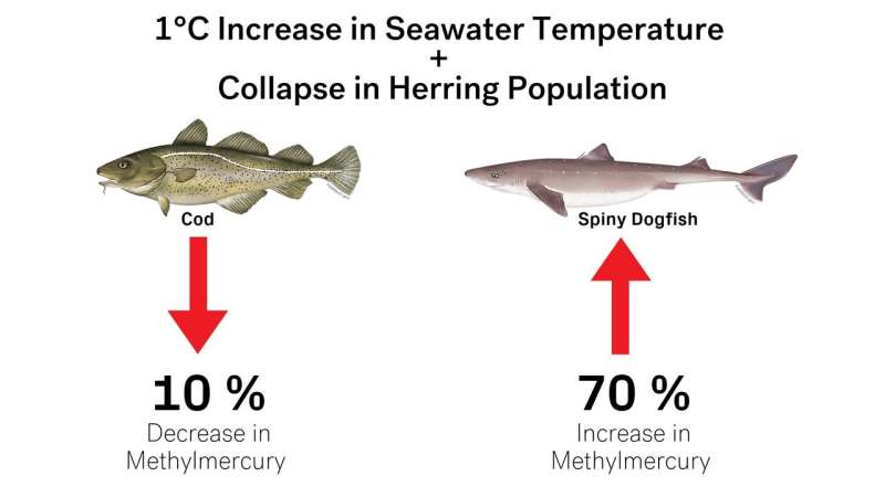 Climate change likely to increase human exposure to toxic methylmercury