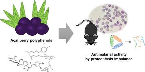 A&#1195;a&iacute berry extracts fight malaria in mice