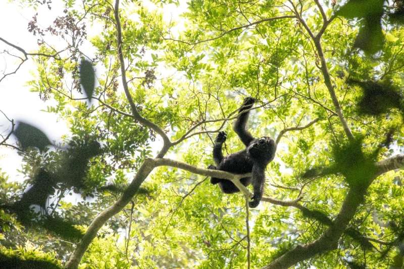 A baby gorilla plays in the branches of the Bayanga Equatorial Forest, part of the Dzanga-Sangha reserve