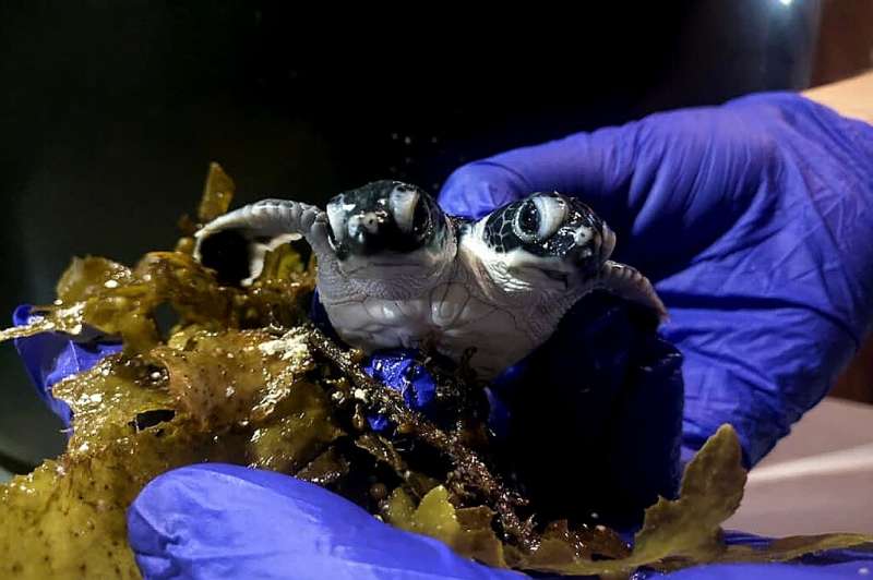 A baby turtle with two heads born in Malaysia