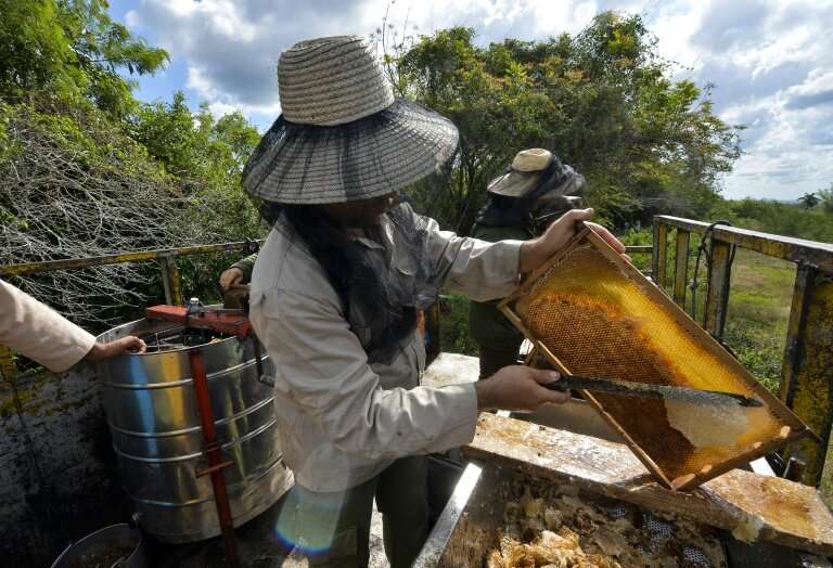 A beekeeper collects honeycombs from a frame at an apiary