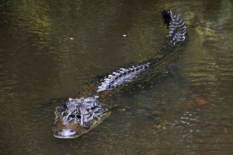 A black caiman (Melanosuchus niger) swimming on the Jaraua River at the Mamiraua Reserve, Brazil's largest protected area, in Am