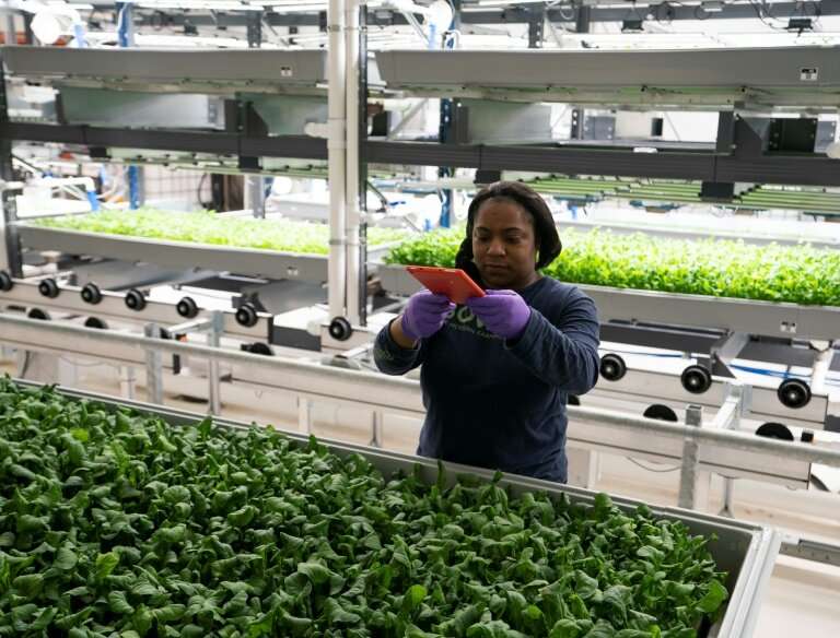 A Bowery Farming employee inspects some of their greens grown at the hydroponic farming company in Kearny, New Jersey