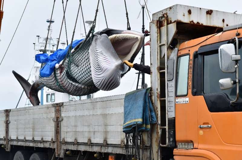 A captured Minke whale is lifted by a crane into a truck bed at a port in Kushiro, Hokkaido Prefecture.