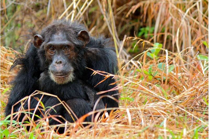 A case of the chimp sniffles or major outbreak? Syndromic surveillance may hold the key