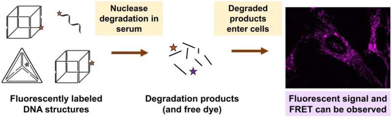 A cautionary tale for researchers working on selective drug delivery