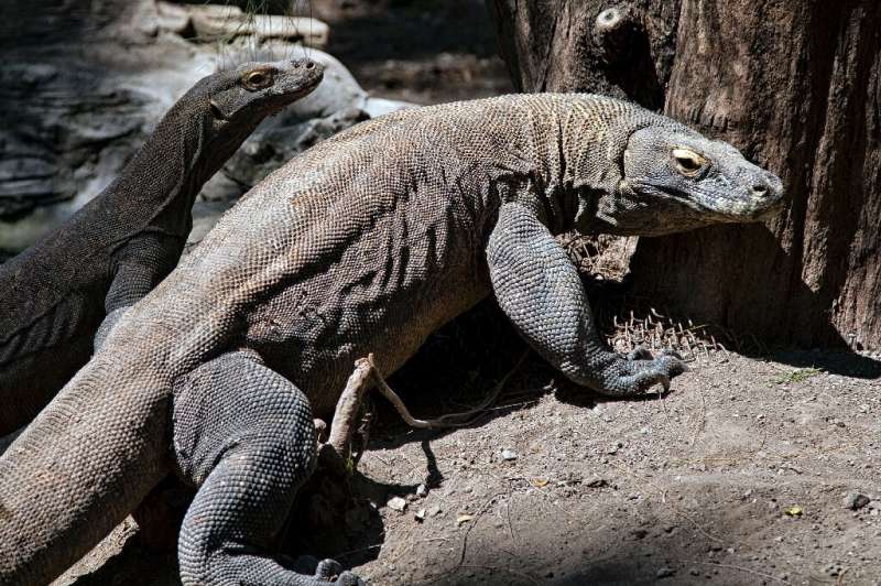 A cluster of islands in the eastern part of Indonesia are home to nearly 2,900 Komodo dragons, pictured here at  Surabaya Zoo