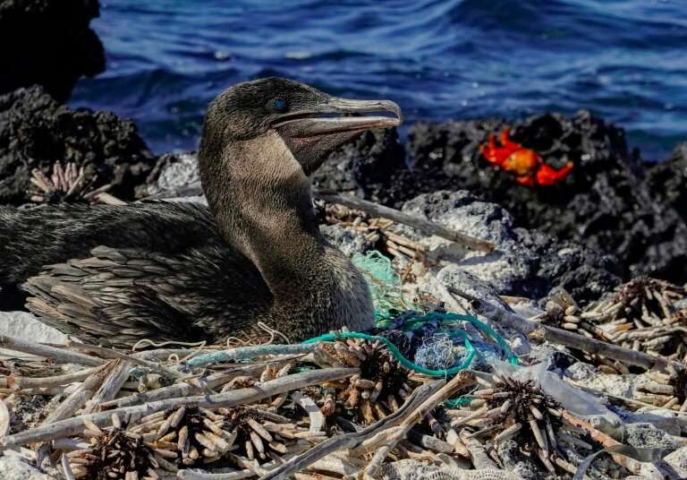 A cormorant sits on her nest surrounded by garbage on the shore of Isabela Island in the Galapagos archipelago
