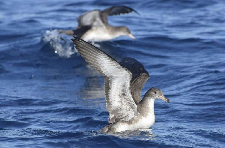 A couple of pink-footed shearwaters (Ardenna creatopus), which nest only in the Juan Fernandez islands in the Pacific off the co