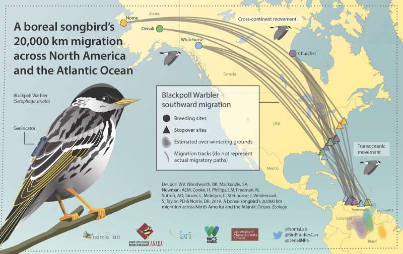 Across North America and the Atlantic, an enormous migration journey for a tiny songbird