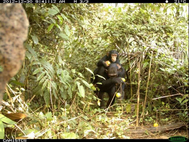 Action is needed to save west Africa's critically endangered chimpanzees