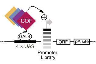 Activation of gene promoters: Scientists discover basis of regulatory specificity