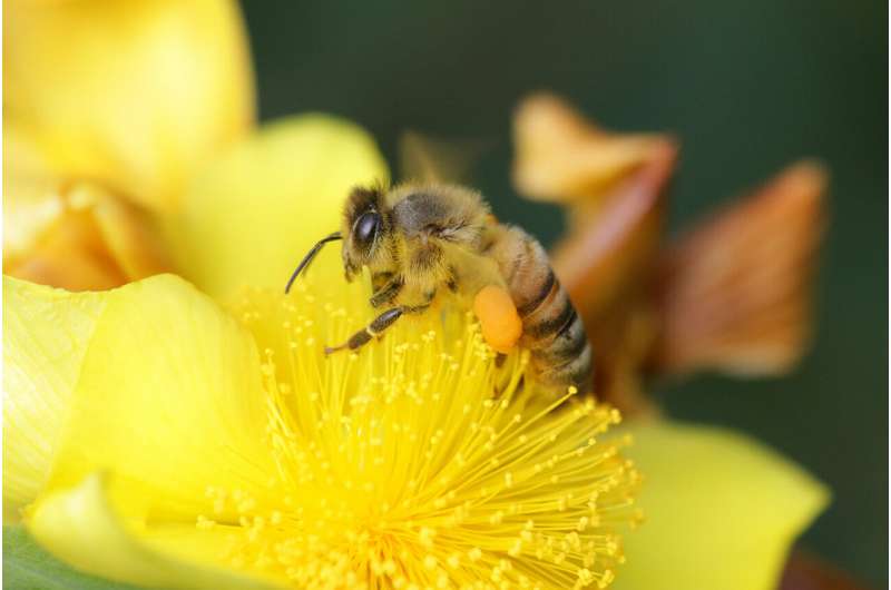 Adhesive formed from bee spit and flower oil could form basis of new glues