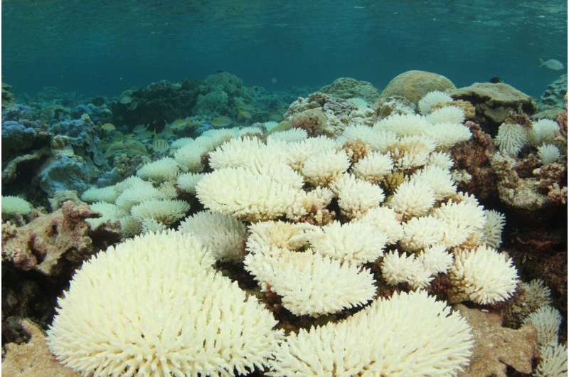 Advanced virtual technology captures how coral reefs recover after bleaching