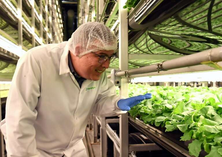AeroFarms co-founder and chief marketing officer Marc Oshima looks at baby kale