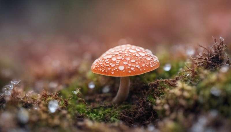 A frenemy fungus provides clues about a new deadly one