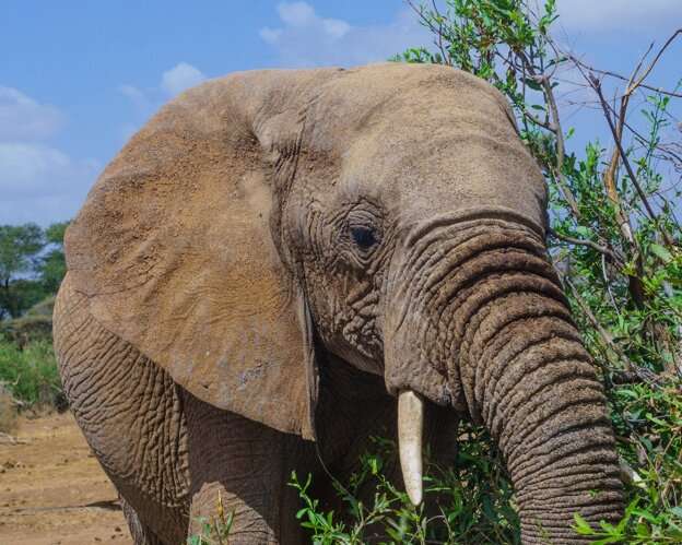 African elephants demonstrate movements that vary in response to ecological change