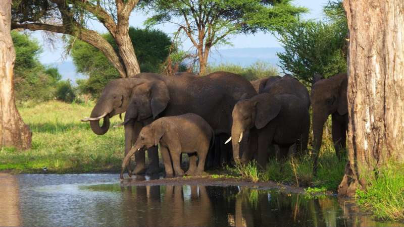 Africa's elephant poaching rates in decline, but iconic animal still under threat