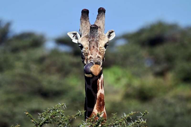 Africa's giraffe population has shrunk by around 40 percent in the past three decades