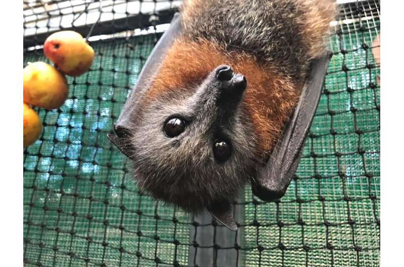 A fruit bat hangs in a cage at a rescue centre in Gold Coast, Australia