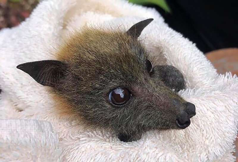 A fruit bat rescued from drought by Queensland Bats is nursed back to health at their wildlife centre on Australia's Gold Coast