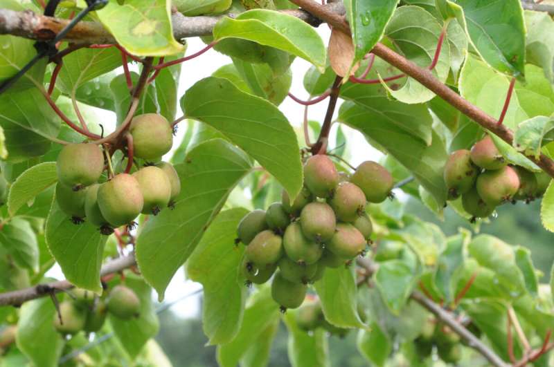 Ag census reveals first reports of kiwiberry production in the northeast