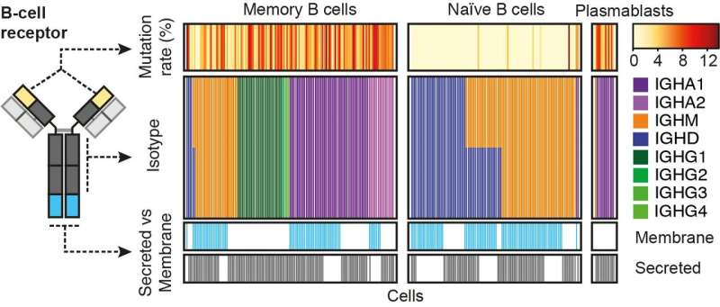 A genomic barcode tracker for immune cells