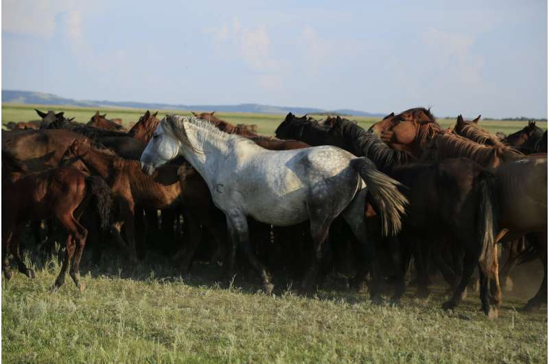 A genomic tour-de-force reveals the last 5,000 years of horse history