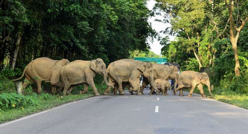 A herd of elephants cross a road in search of dry ground near Kaziranga National Park