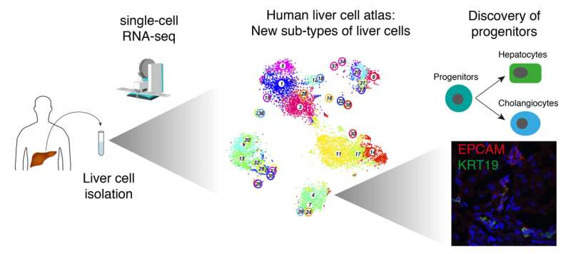 A human liver cell atlas