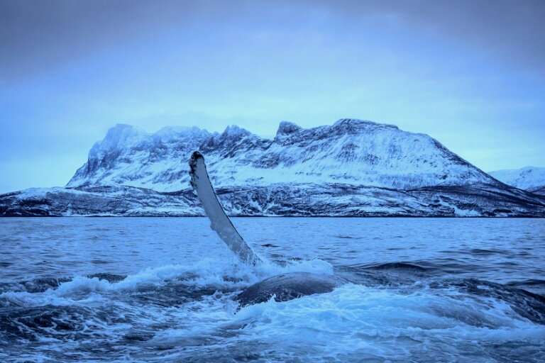 A Humpback Whale slaps water in Northern Norway where climate change is pushing killer whales and their prey to migrate further 