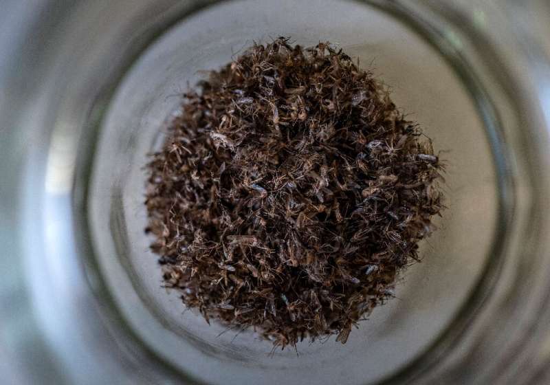 A jar full of dead mosquitoes at a lab researching mosquito-borne diseases at the Friedrich Loeffler Institute
