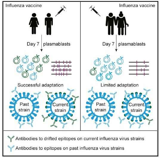 A lack of antibody diversity may make the elderly more susceptible to the flu